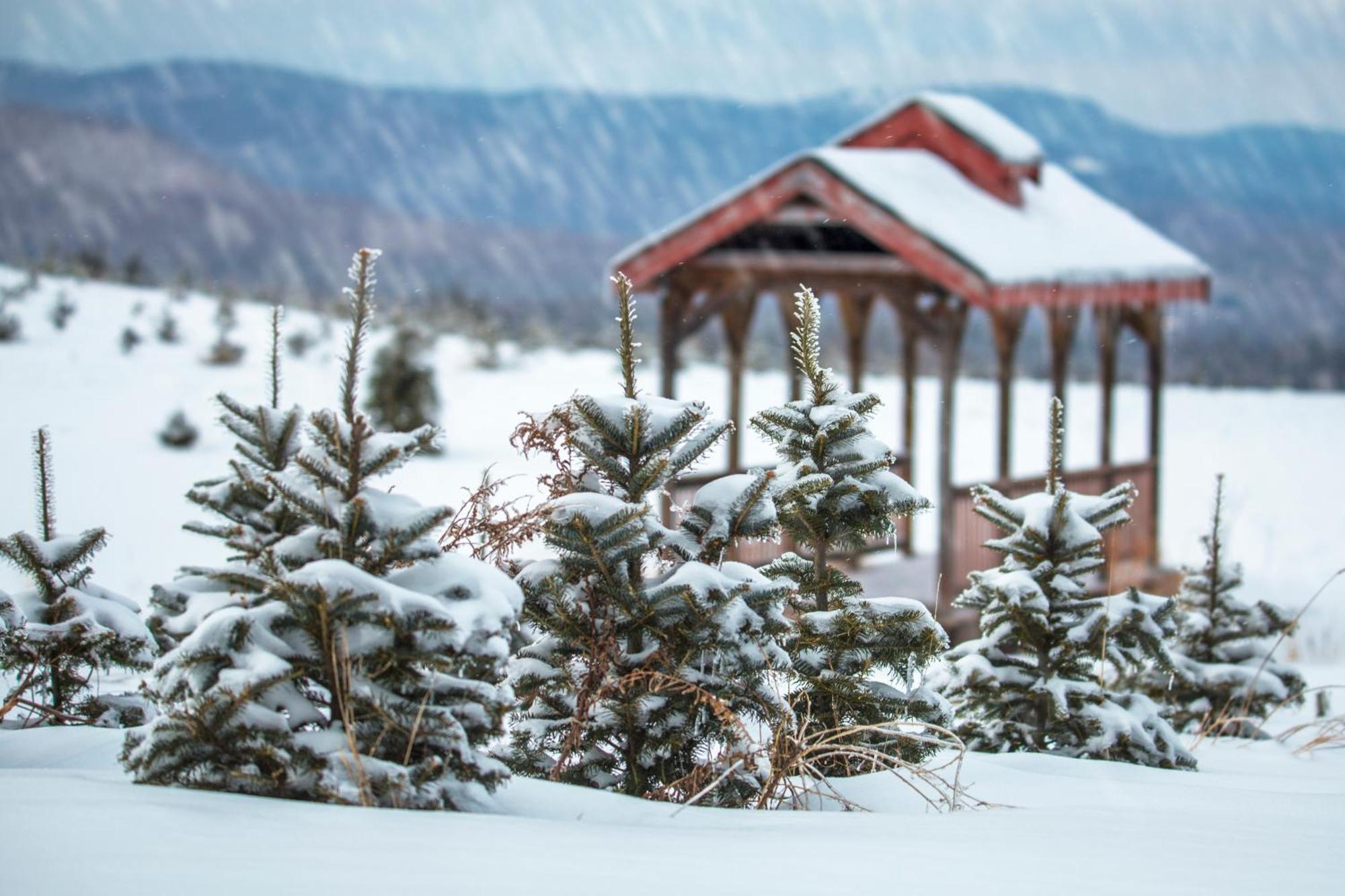 Experience The Rocks Estate Like Never Before With A Stay At The Gardeners Cottage! Bethlehem Exterior photo